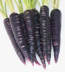 Black Carrot Colour