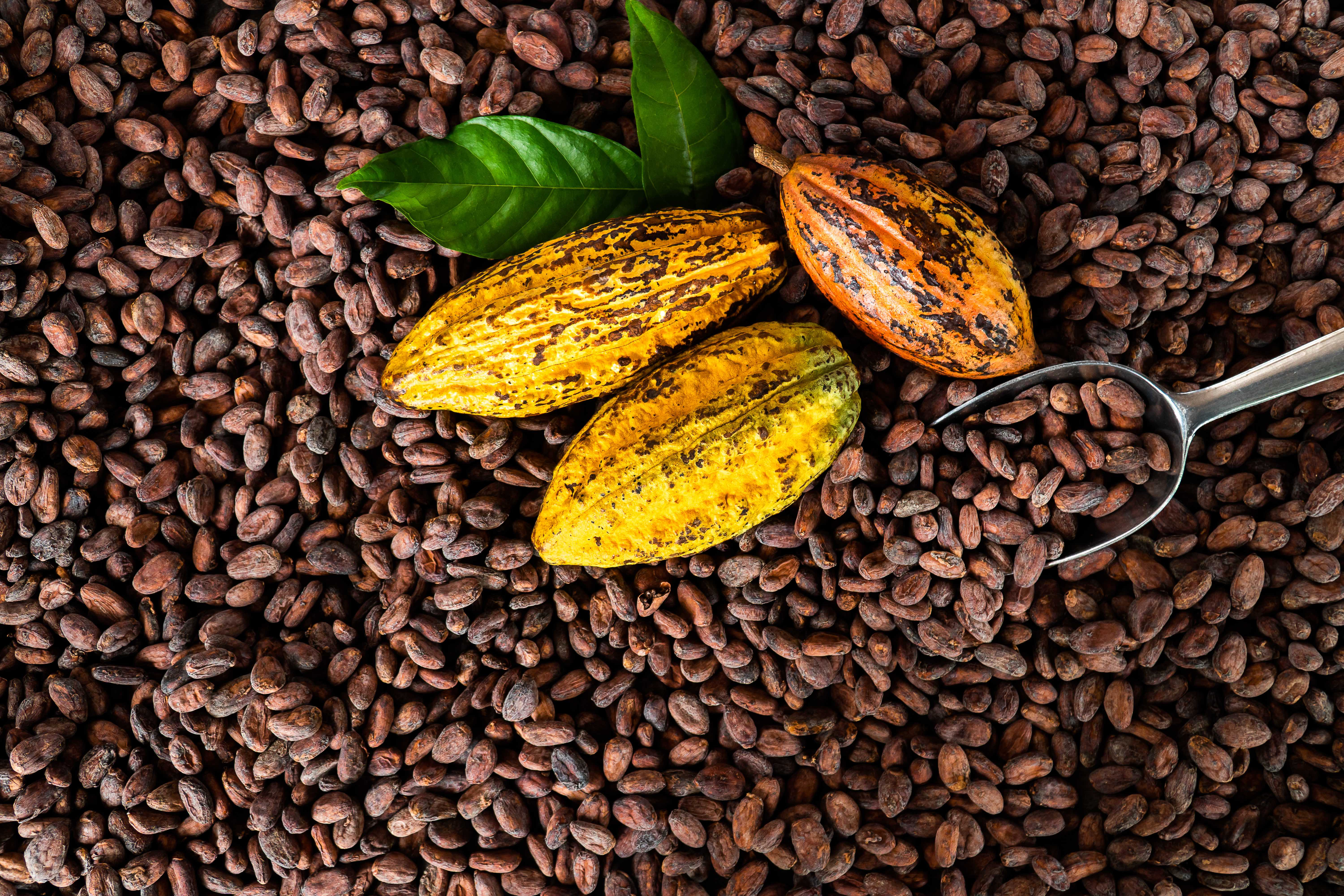 Mars releases Cocoa for Generations 2025 Progress Report, achieving 98% Responsibly Sourced Cocoa Program milestone