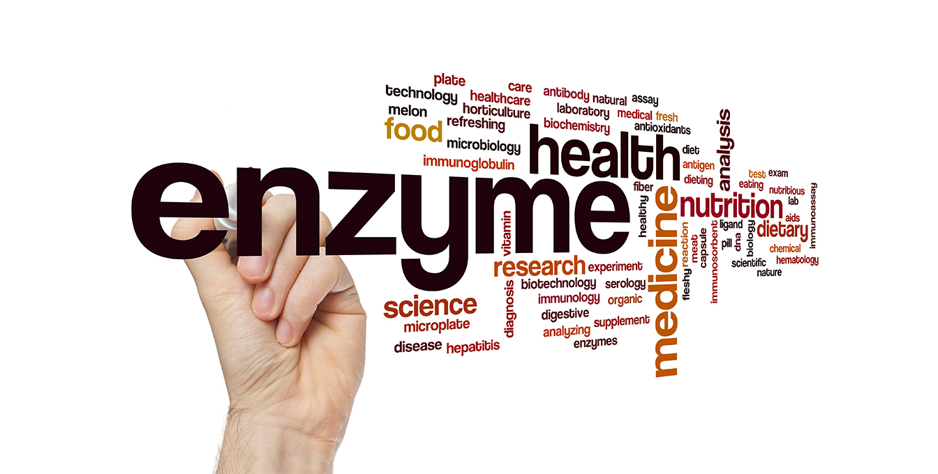 Exploring Amylase's Impact on Biscuit, Cracker, and Wafer Quality