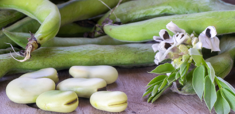 BENEO Showcases New Faba Bean Ingredients at IFT 2022