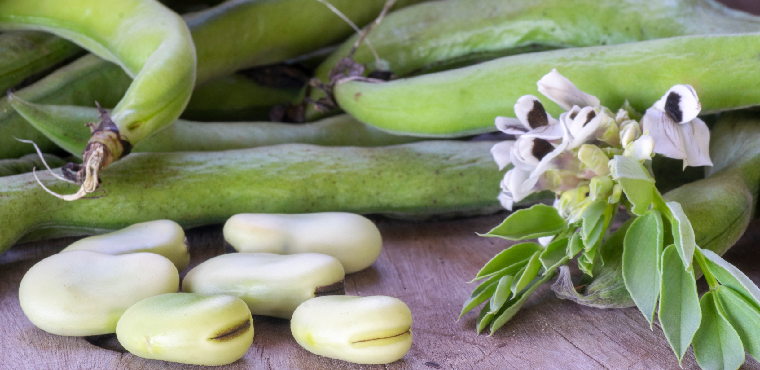 Pulse Australia - Faba (and broad) bean