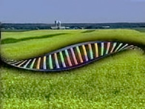 New EU ruling on GM crops