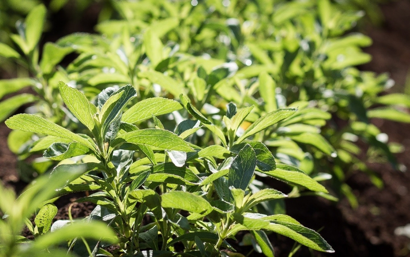 New Research Supports Stevia’s Naturality