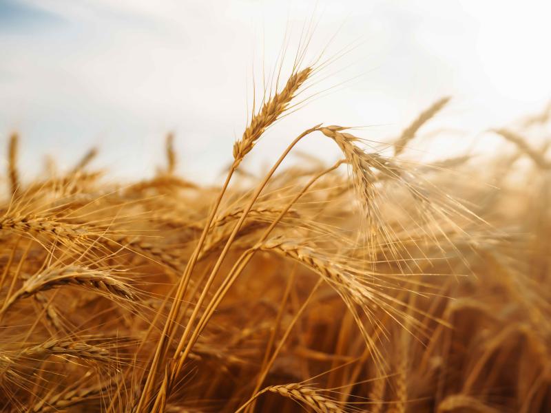 Grupo Bimbo reports 73% growth in Regenerative Agriculture
