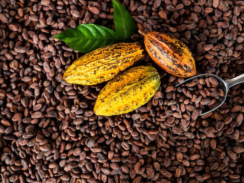 Mars releases Cocoa for Generations 2025 Progress Report, achieving 98% Responsibly Sourced Cocoa Program milestone