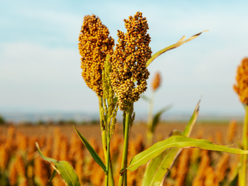 Unlocking the Power of Sorghum: Indigenous Cereal Innovation for Diverse and Sustainable Biscuits