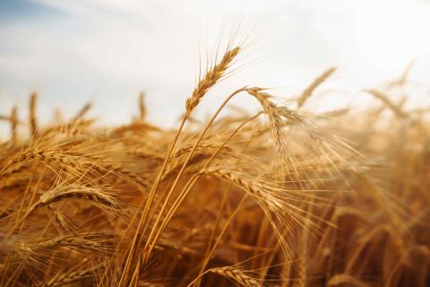 Grupo Bimbo reports 73% growth in Regenerative Agriculture