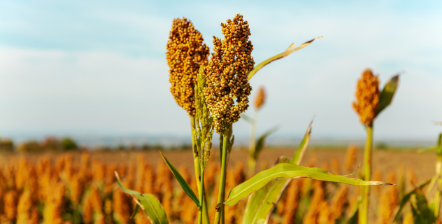 Unlocking the Power of Sorghum: Indigenous Cereal Innovation for Diverse and Sustainable Biscuits