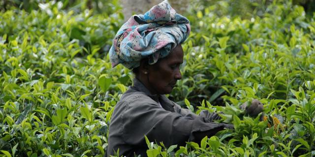 sri-lanka-tea harvest.jpg
