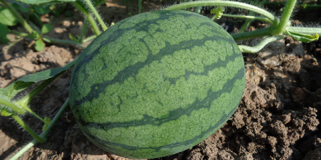 Hybrid Food