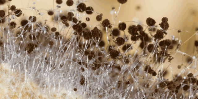 Rhizopus Stolonifer ('bread mold')