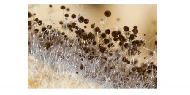 rhizopus stonolifer
