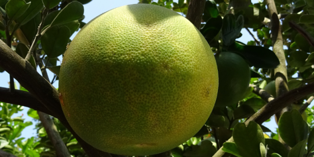 Fruit Hybrid