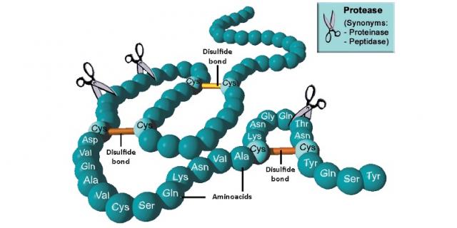  Proteolytic enzymes acting on protein